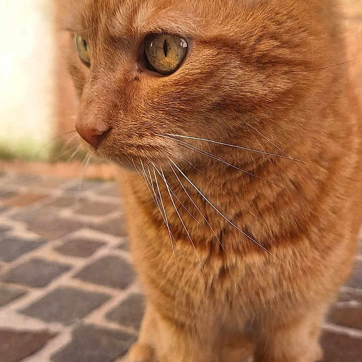 Mae