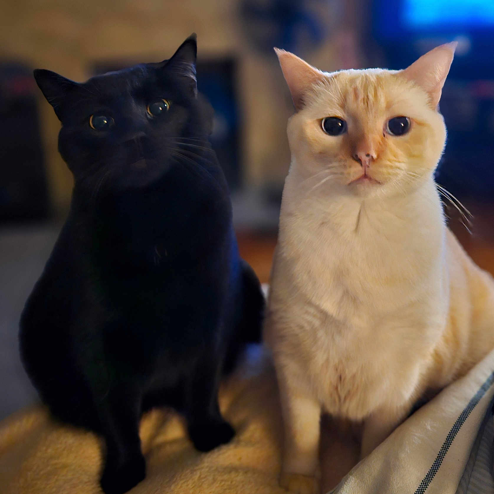 The Twins joined the competition — help win amazing prizes! animal, black_cat, blanket, cat, companion, cozy, cream_cat, curious, cute, domestic_cat, ears, feline, indoor, looking, pair, pets, portrait, sitting, soft_light, whiskers