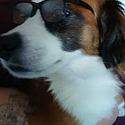 Bandit is registered to the contest to win money with this photo: accessory, animal, blurred, brown, calm, candid, close_up, dog, face, fur, glasses, hand, indoor, person, pet, portrait, relaxed, tattoo, wearing, white