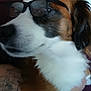 accessory, animal, blurred, brown, calm, candid, close_up, dog, face, fur, glasses, hand, indoor, person, pet, portrait, relaxed, tattoo, wearing, white