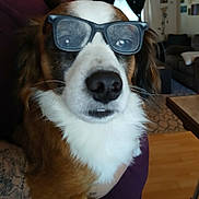 Bandit joined the competition — help win amazing prizes! dog, glasses, close_up, indoor, living_room, brown_fur, white_fur, pet, cute, funny, face, portrait, whiskers, nose, furry, domestic_animal, eyewear, household, carpet, furniture