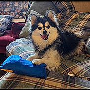 Jorah joined the competition — help win amazing prizes! dog, fluffy, smiling, toy, blue_toy, couch, plaid, cushions, indoor, pet, happy, fur, paw, home, living_room, cozy, portrait, animal, companion, domestic
