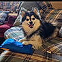 dog, fluffy, smiling, toy, blue_toy, couch, plaid, cushions, indoor, pet, happy, fur, paw, home, living_room, cozy, portrait, animal, companion, domestic