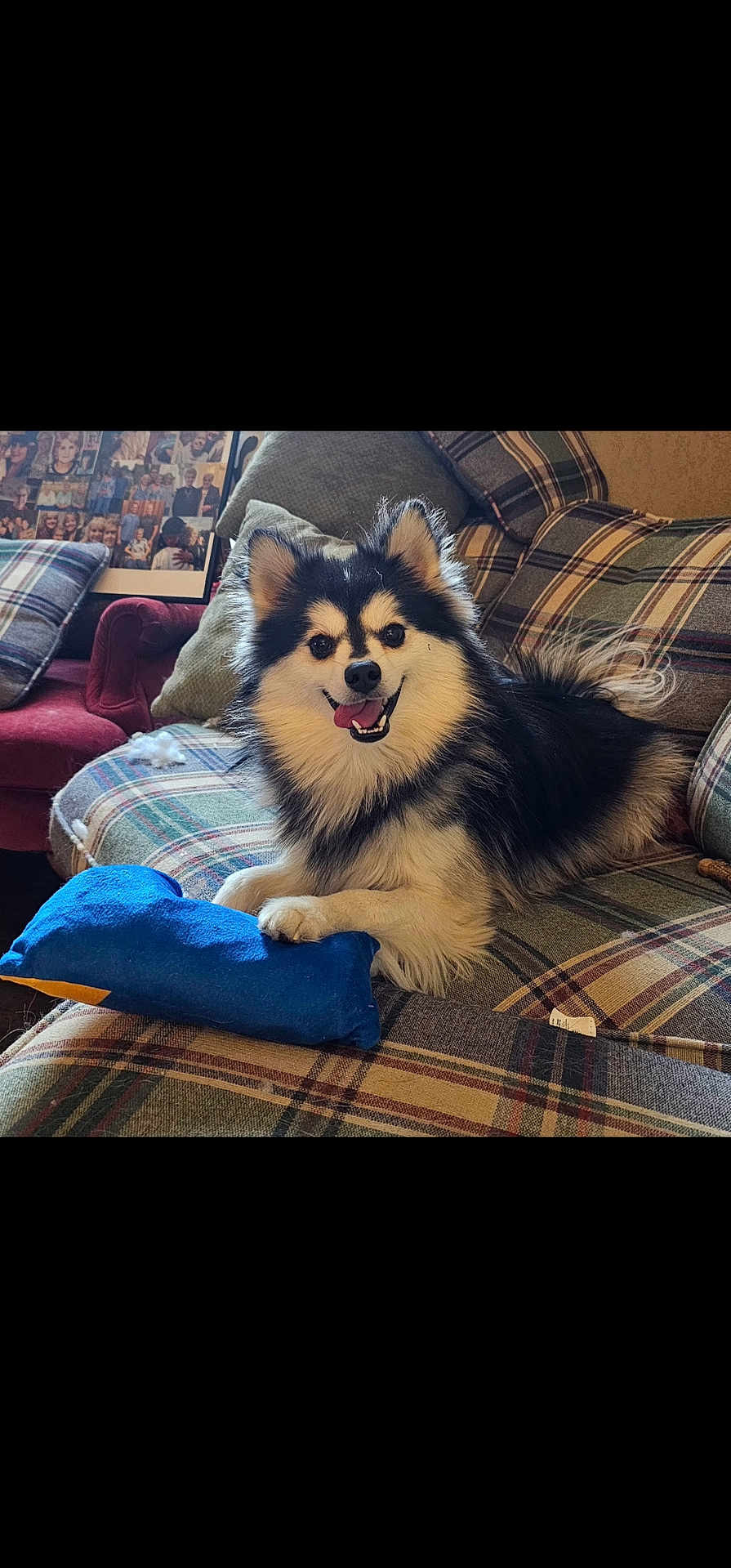 Jorah joined the competition — help win amazing prizes! dog, fluffy, smiling, toy, blue_toy, couch, plaid, cushions, indoor, pet, happy, fur, paw, home, living_room, cozy, portrait, animal, companion, domestic