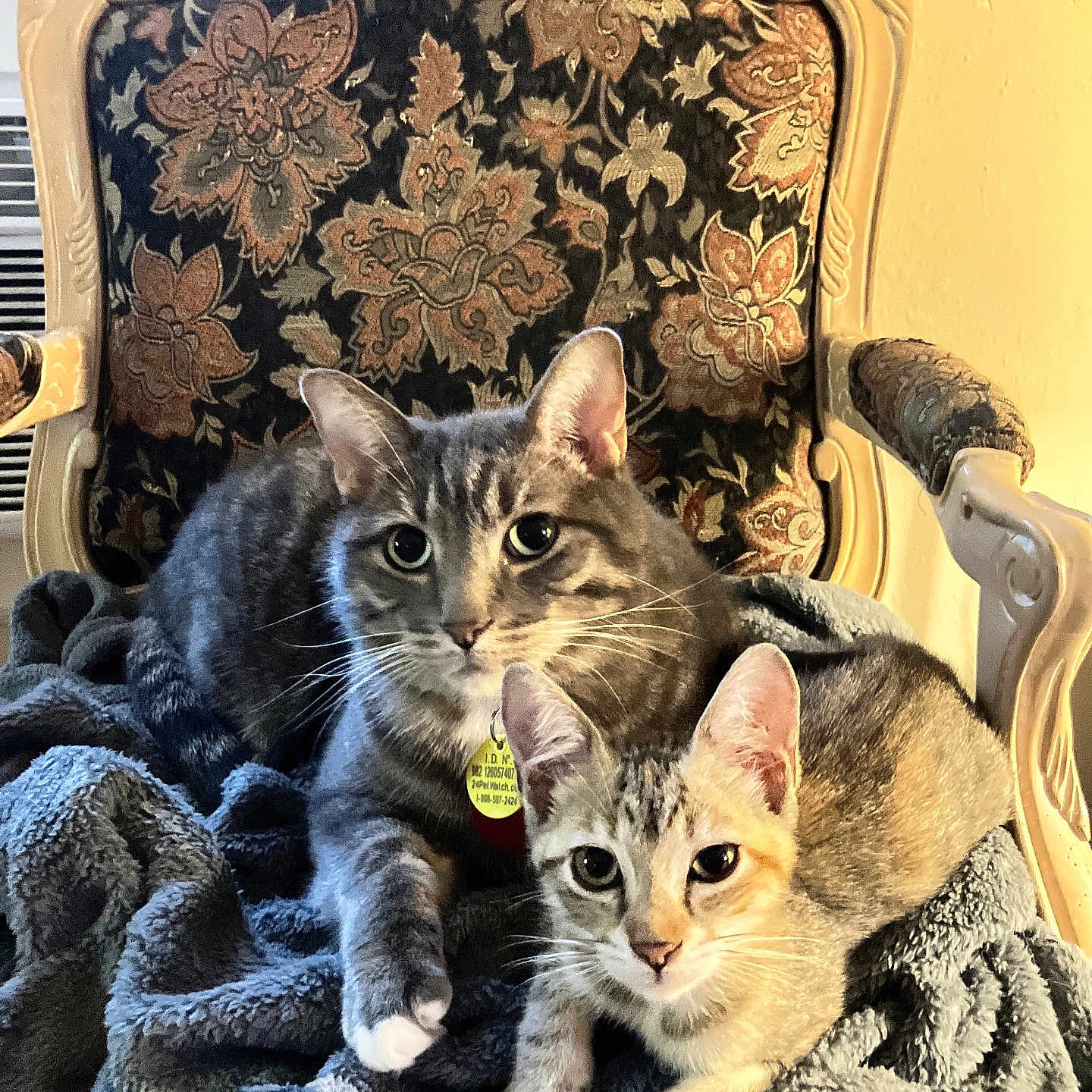 Baymax is registered to the contest to win money with this photo: abyssinian, animal, architecture, armchair, blanket, building, cat, chair, couch, cushion, furniture, homedecor, indoors, interiordesign, kitten, linen, livingroom, manx, pet, room