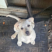 Marlee is registered to the contest to win money with this photo: puppy, dog, outdoor, door, doormat, pet, animal, cute, looking_up, light_fur, young, mesh_screen, dirt, leaves, sitting, front_paws, expression, nose, ears, tail
