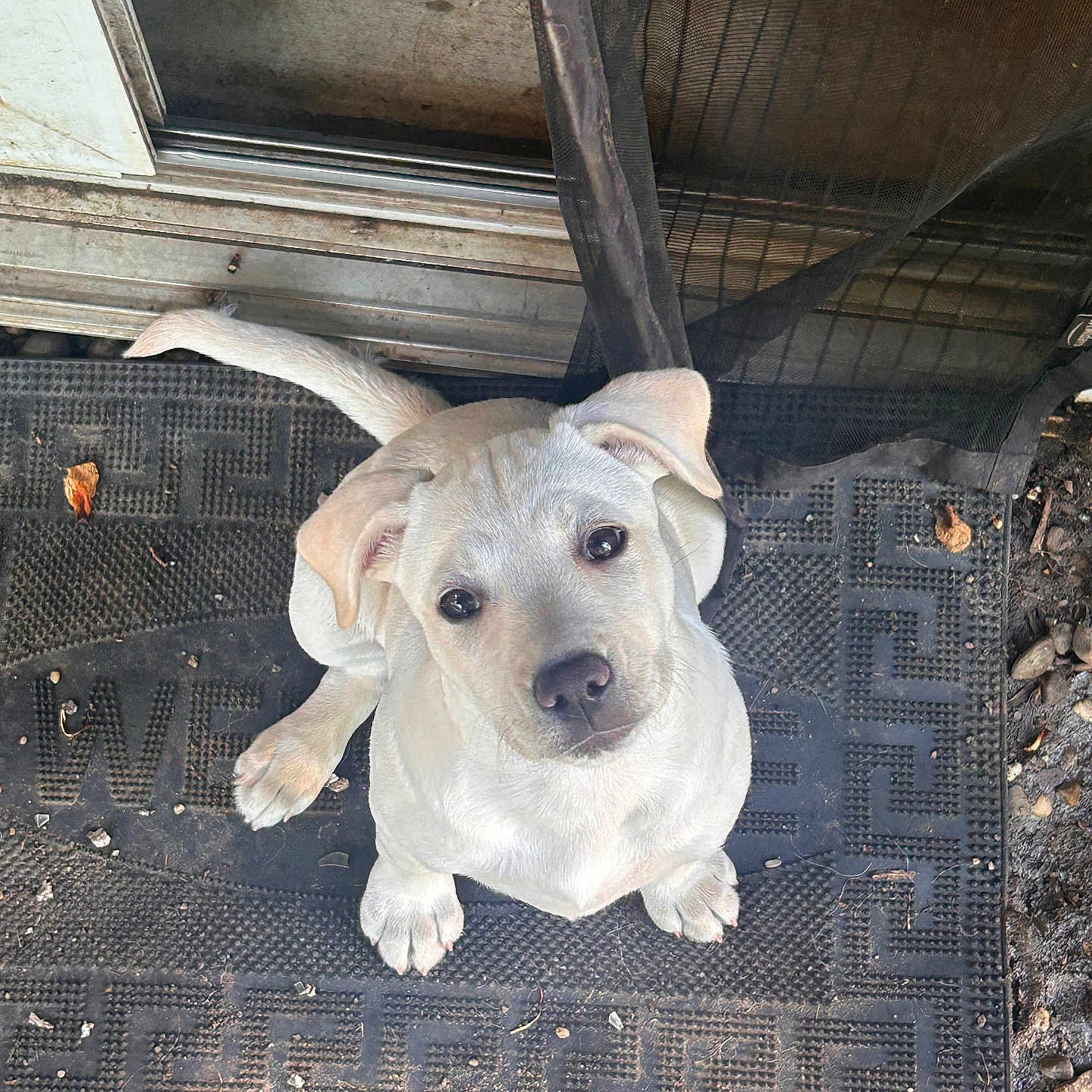 Marlee is registered to the contest to win money with this photo: puppy, dog, outdoor, door, doormat, pet, animal, cute, looking_up, light_fur, young, mesh_screen, dirt, leaves, sitting, front_paws, expression, nose, ears, tail