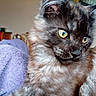 Blue participe au concours pour gagner de l'argent avec cette photo : animal, blanket, cat, close_up, cozy, cute, domestic_animal, ears, feline, fluffy, fur, home, indoor, pet, portrait, relaxed, resting, soft, whiskers, yellow_eyes