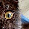 cat, close_up, eye, black_cat, whiskers, fur, portrait, animal, pet, intense_gaze, mystery, shadow, face, feline, detail, nature, wildlife, cute, domestic_animal, focus