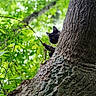animal, black_cat, bokeh, branch, cat, climbing, curious, daylight, foliage, forest, green_leaves, mammal, nature, outdoor, pet, playful, tree, trunk, wildlife, wood