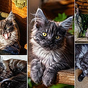 Blue a rejoint le concours — aidez-le/la à gagner de superbes lots ! cat, gray_cat, fluffy_fur, yellow_eyes, sleeping, yawning, close_up, portrait, indoor, outdoor, wooden_furniture, resting, cute, pet, animal, cozy, relaxed, feline, multiple_images, collage