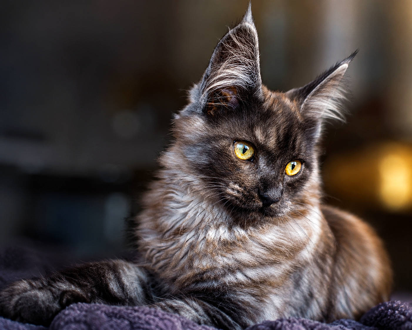 Blue a rejoint le concours — aidez-le/la à gagner de superbes lots ! animal, beautiful, cat, close_up, cute, domestic_cat, ears, feline, fluffy, fur, indoor, mammal, pet, portrait, purple_blanket, relaxed, resting, soft_texture, whiskers, yellow_eyes