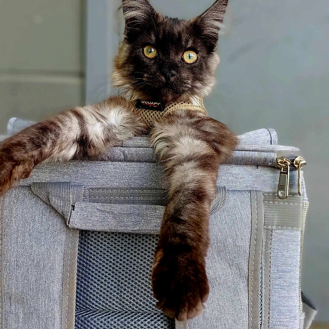 Blue a rejoint le concours — aidez-le/la à gagner de superbes lots ! animal, backpack, cat, close_up, cute, domestic_cat, feline, fur, gray, household, indoor, looking_at_camera, paw, pet, portrait, relaxed, resting, side_view, stretching, yellow_eyes