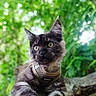 animal, branch, cat, closeup, cute, eyes, feline, forest, greenery, harness, mammal, nature, outdoor, paws, pet, portrait, relaxed, tree, whiskers, wood