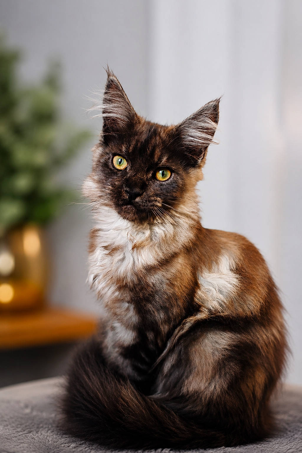 Blue a rejoint le concours — aidez-le/la à gagner de superbes lots ! animal, blurred_background, cat, close_up, cute, domestic_cat, ears, feline, fluffy, fur, golden_pot, indoor, pet, plant, portrait, sitting, soft_surface, tail, whiskers, yellow_eyes