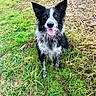 dog, black_and_white, wet_fur, grass, outdoor, happy, tongue_out, pet, animal, nature, ears_up, sitting, canine, playful, friendly, fur, collar, field, smiling, alert
