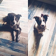 Ruby a rejoint le concours — aidez-le/la à gagner de superbes lots ! adorable, animal, black_and_white, companion, cute, dog, ears, floor, fur, indoor, looking_up, natural_light, pet, playful, puppy, shadow, texture, two_images, wooden_floor, young_dog