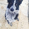 Ruby a rejoint le concours — aidez-le/la à gagner de superbes lots ! dog, black_and_white, wet_fur, ears_up, looking_up, outdoor, pavement, curious, animal, pet, canine, close_up, portrait, brown_eyes, alert, spotty_ground, daylight, adorable, fur_texture, companion