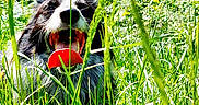 Ruby participe au concours pour gagner de l'argent avec cette photo : animal, ball, canine, cheerful, daylight, dog, field, forest, grass, greenery, happy, nature, outdoor, pet, playful, summer, sunlight, tongue, trees, wild