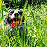 animal, ball, canine, cheerful, daylight, dog, field, forest, grass, greenery, happy, nature, outdoor, pet, playful, summer, sunlight, tongue, trees, wild