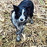 dog, black_and_white, alert, outdoor, straw, twigs, animal, pet, canine, fur, nature, grass, looking, standing, brown_eyes, wet_fur, ground, close_up, wild, curious