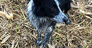 Ruby a rejoint le concours — aidez-le/la à gagner de superbes lots ! dog, black_and_white, wet_fur, animal, outdoor, grass, twigs, earthy, nature, canine, looking_away, curious, standing, fur, close_up, background_blur, daylight, pet, mammal, field