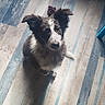 Ruby a rejoint le concours — aidez-le/la à gagner de superbes lots ! adorable, animal, black_and_white, companion, cute, dog, domestic, ears, floor, flooring, fur, indoor, looking_up, pet, pet_indoor, playful, puppy, waiting, wooden_floor, young_dog