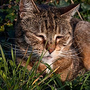 Tagada a rejoint le concours — aidez-le/la à gagner de superbes lots ! animal, cat, closed_eyes, closeup, ears, face, feline, grass, greenery, nature, nose, outdoors, pet, portrait, sleepy, striped_fur, sunlight, tabby, whiskers, wildlife