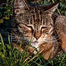 animal, cat, closed_eyes, closeup, ears, face, feline, grass, greenery, nature, nose, outdoors, pet, portrait, sleepy, striped_fur, sunlight, tabby, whiskers, wildlife