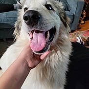 Apollo is registered to the contest to win money with this photo: dog, white_dog, tongue_out, happy, pet, fluffy, indoor, hand, couch, blanket, carpet, living_room, fur, close_up, canine, animal, smiling, domestic_animal, friendly, companion