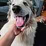 dog, white_dog, tongue_out, happy, pet, fluffy, indoor, hand, couch, blanket, carpet, living_room, fur, close_up, canine, animal, smiling, domestic_animal, friendly, companion