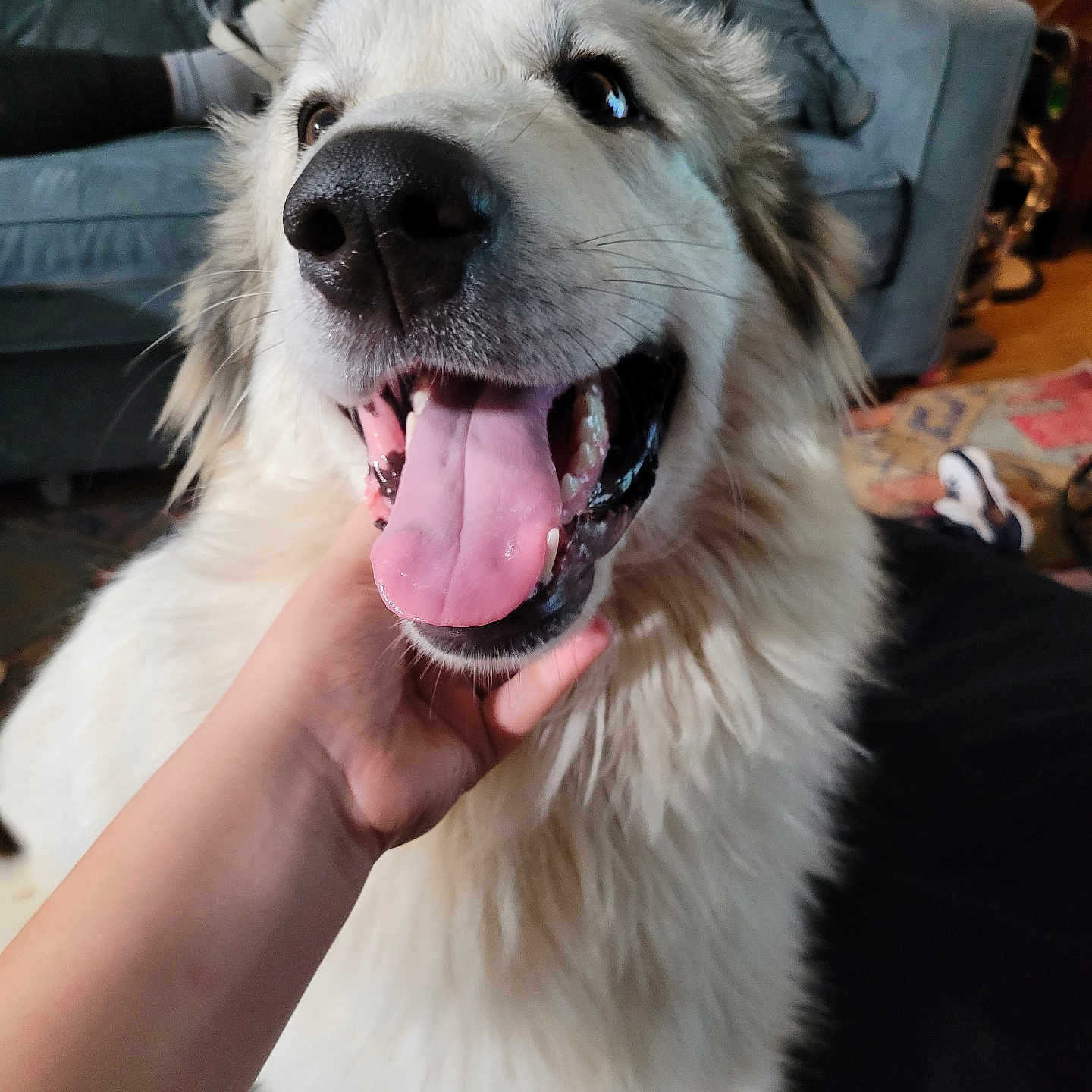 Apollo is registered to the contest to win money with this photo: animal, blanket, canine, carpet, close_up, companion, couch, dog, domestic_animal, fluffy, friendly, fur, hand, happy, indoor, living_room, pet, smiling, tongue_out, white_dog