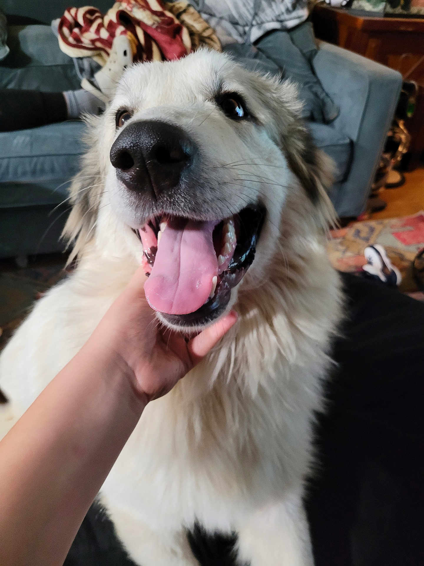 Apollo