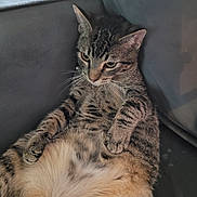 Zeppy joined the competition — help win amazing prizes! cat, tabby, pet, animal, feline, relaxed, couch, indoor, fur, whiskers, ears, paws, resting, cozy, home, seated, cute, looking_down, soft, striped