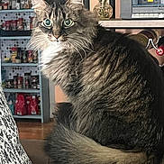 Reilly is registered to the contest to win money with this photo: cat, tabby_cat, fluffy_fur, green_eyes, sitting, couch, indoor, kitchen, shelf, spices, vintage_stereo, plant, wooden_floor, furniture, pet, domestic_animal, curious, closeup, feline, home