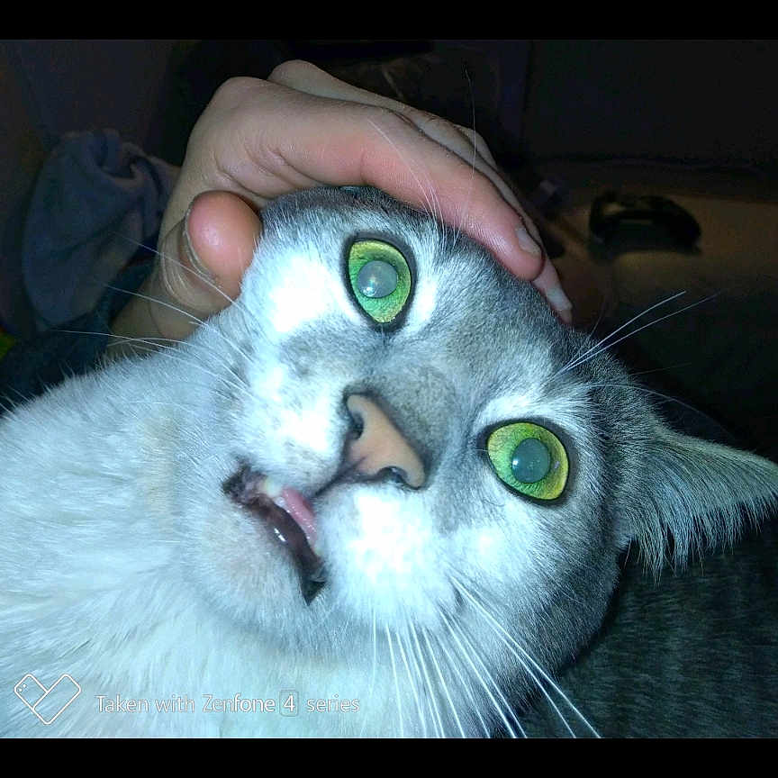 Mweoo participe au concours pour gagner de l'argent avec cette photo : animal, background, cat, close_up, confused_expression, domestic_cat, face, feline, fur, gaming_controller, gray_fur, green_eyes, hand, head, indoor, mouth_open, pet_owner, pets, whiskers, white_fur