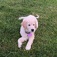 Naya participe au concours pour gagner de l'argent avec cette photo : animal, canine, collar, cute, daylight, dog, fur, golden_retriever, grass, greenery, laying_down, nature, outdoor, pet, playful, puppy, relaxed, summer, tag, young_dog