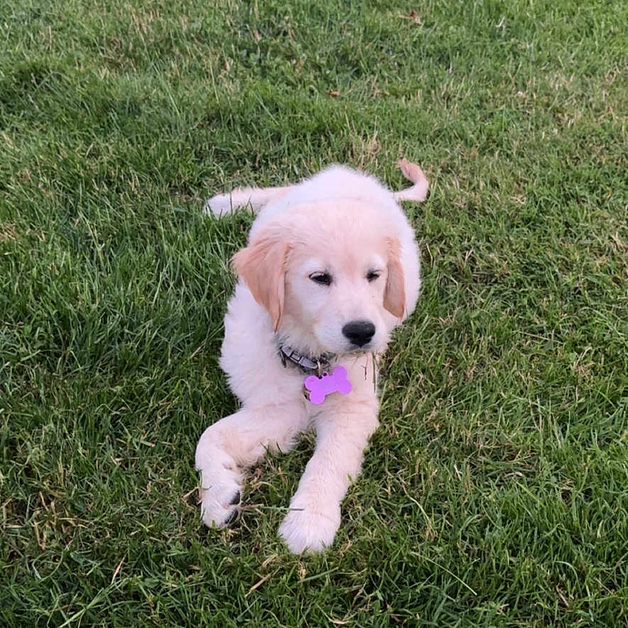 Naya