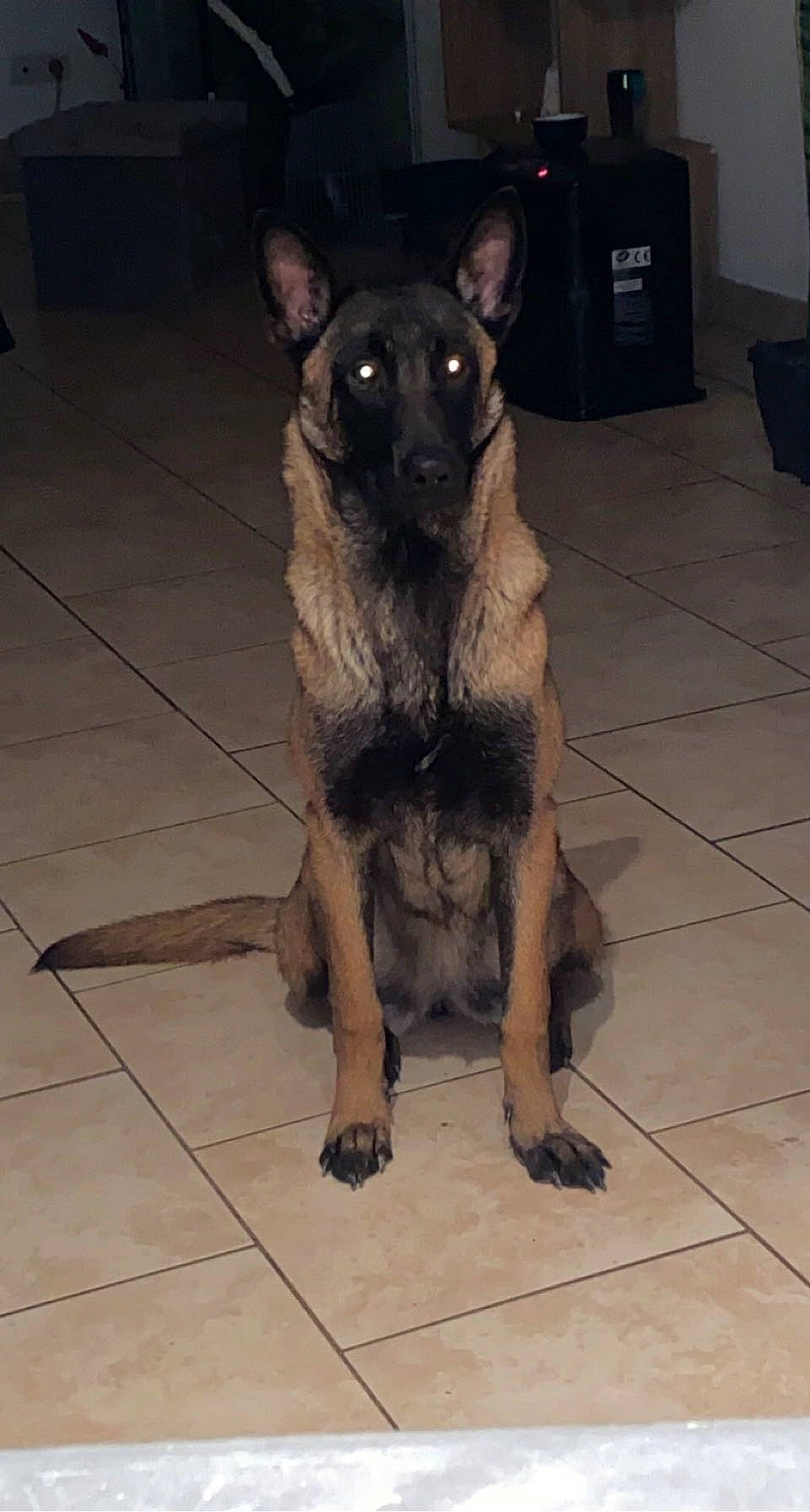 Talya a rejoint le concours — aidez-le/la à gagner de superbes lots ! canidae, carnivore, companion_dog, dog, dog_breed, east_european_shepherd, fawn, flooring, fur, german_shepherd_dog, guard_dog, paw, pet_supply, snout, sporting_group, tail, terrestrial_animal, tile_flooring, working_animal, working_dog