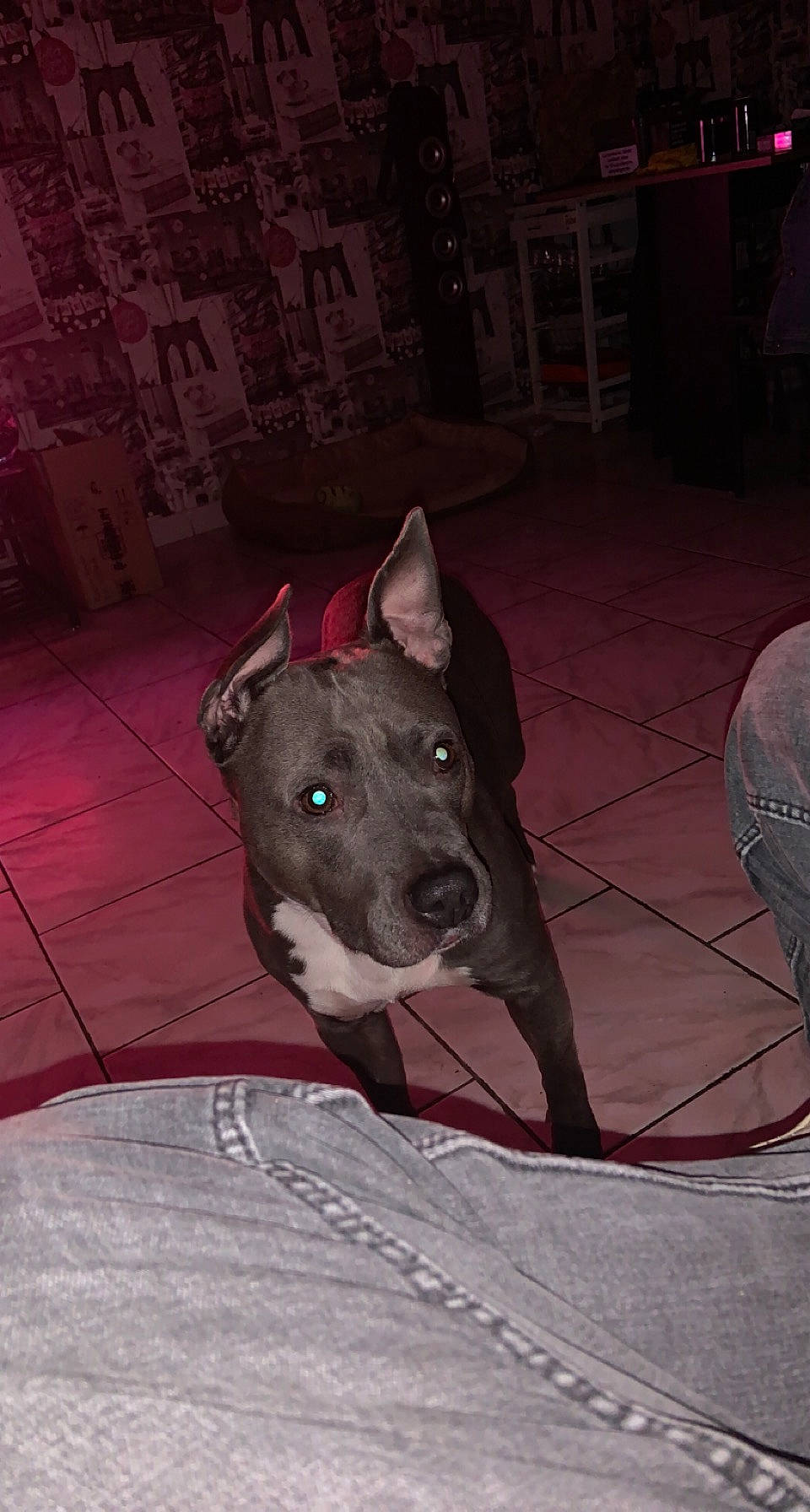 Lorka participe au concours pour gagner de l'argent avec cette photo : canidae, carnivore, collar, companion_dog, dog, dog_breed, dog_supply, fawn, fender, flooring, grey, metal, non_sporting_group, snout, sporting_group, tints_and_shades, whiskers, wood, working_animal, working_dog