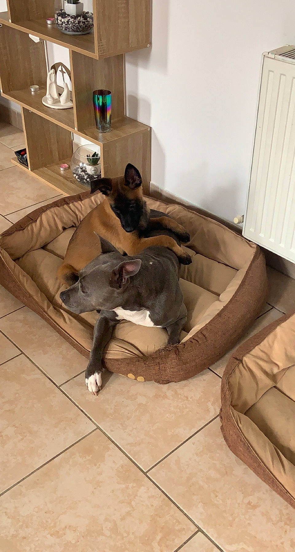 Lorka participe au concours pour gagner de l'argent avec cette photo : automotive_design, comfort, couch, event, fictional_character, floor, flooring, fun, fur, hardwood, illustration, leg, living_room, luxury_vehicle, room, shipping_box, sitting, tile, wood, wood_flooring