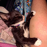 Baby is registered to the contest to win money with this photo: arm, bag, black_and_white_cat, blanket, closeup, collar, colorful, cozy, cute, fabric, hugging, indoor, kitten, nap, paw, person, pet, rainbow_wristband, sleeping, whiskers