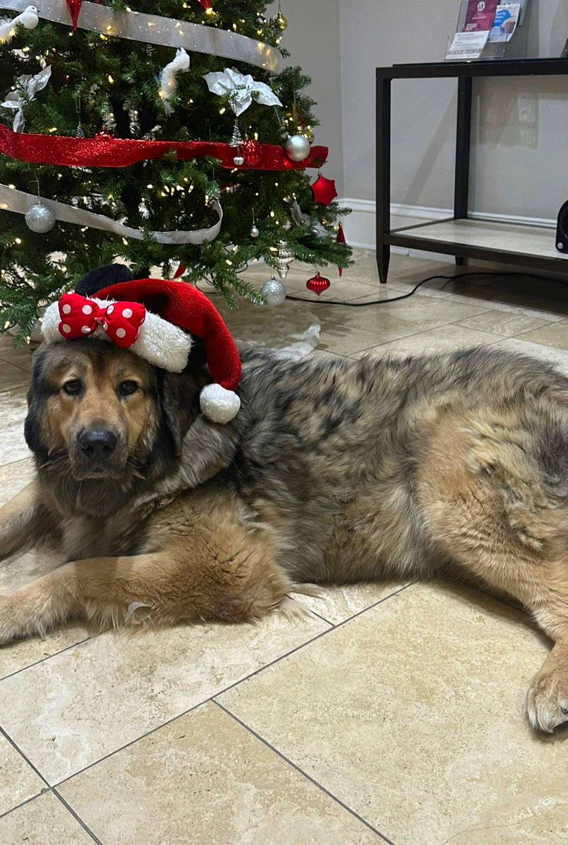 Blue Dimond joined the competition — help win amazing prizes! canidae, carnivore, christmas, christmas_decoration, christmas_ornament, christmas_tree, companion_dog, conifer, dog, dog_breed, event, fawn, flooring, fur, holiday, snout, sporting_group, television, tree, working_animal