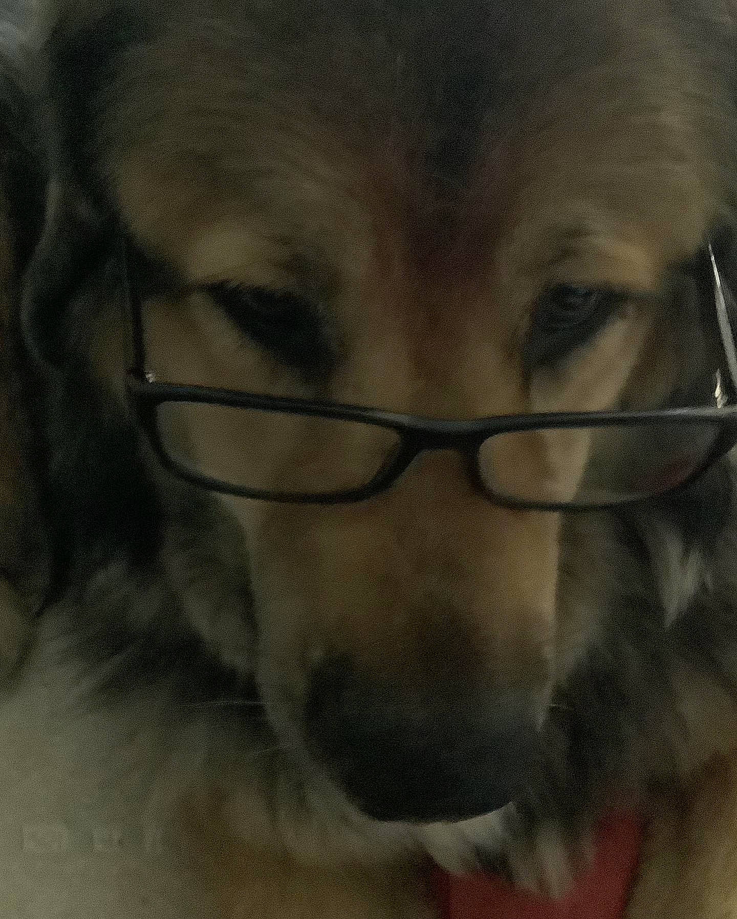 Blue Dimond joined the competition — help win amazing prizes! ancient_dog_breeds, animal_shelter, canidae, carnivore, companion_dog, dog, dog_breed, ear, fawn, fur, jaw, pet_supply, puppy, snout, sporting_group, terrestrial_animal, whiskers, wildlife, working_animal, working_dog