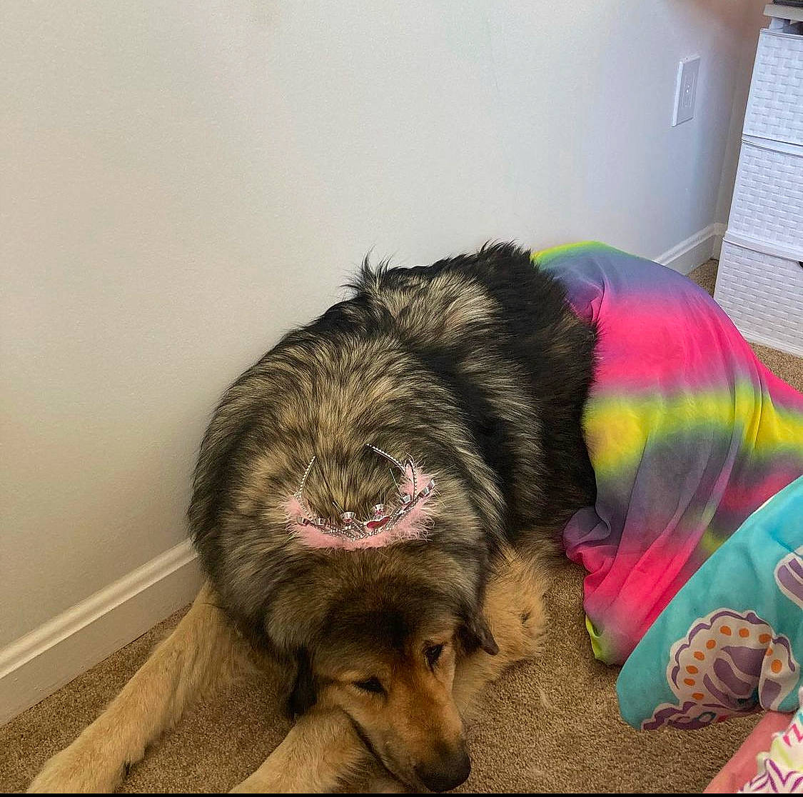 Blue Dimond joined the competition — help win amazing prizes! canidae, carnivore, comfort, companion_dog, dog, dog_breed, dog_crate, dog_supply, fur, liver, paw, pet_supply, small_terrier, snout, sporting_group, terrier, toy_dog, water_dog, working_animal, working_dog