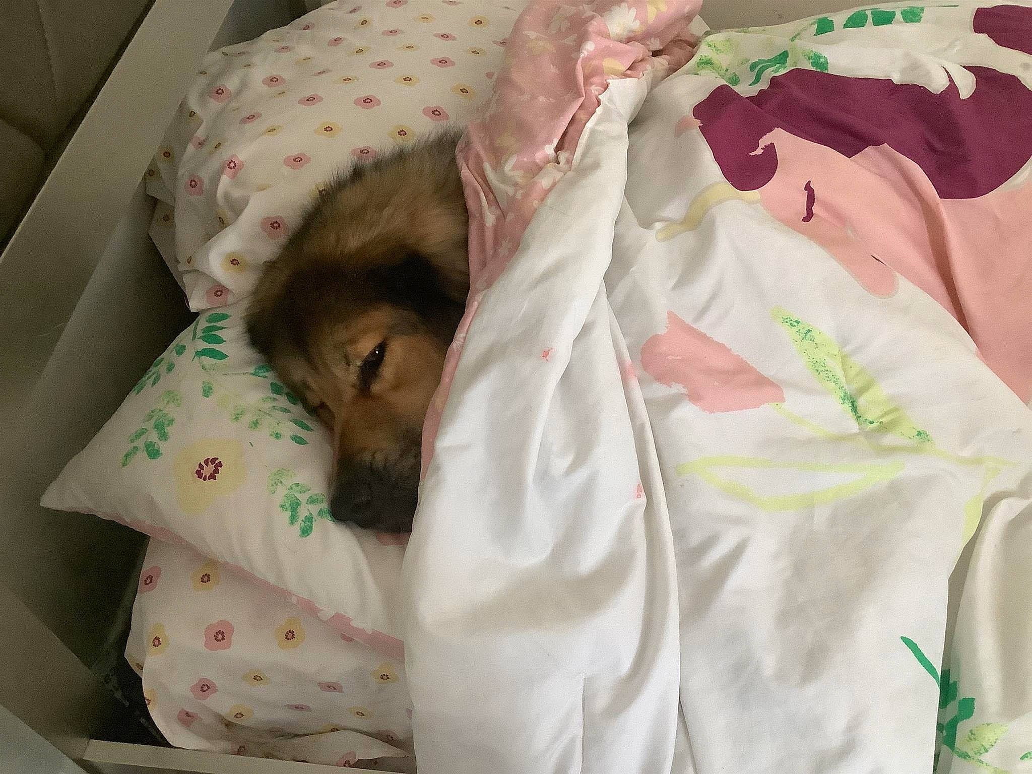 Blue Dimond is registered to the contest to win money with this photo: baby, baby_products, baby_safety, baby_sleeping, baby_toddler_clothing, bed_sheet, bedding, blanket, child, comfort, linens, pattern, peach, room, sleep, sleeve, t_shirt, textile, toddler, white