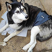 Oxana a rejoint le concours — aidez-le/la à gagner de superbes lots ! dog, husky, injury, cast, paw, animal, pet, bandage, concrete, floor, fur, black_and_white, canine, resting, companion, outdoor, curious, alert, friendship, healing