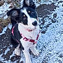 Amalya participe au concours pour gagner de l'argent avec cette photo : puppy, dog, black_and_white, pink_harness, snow, outdoor, curious, sitting, ears_up, cute, young_dog, winter, ground, pet, animal, small_dog, looking_up, fur, nature, canine