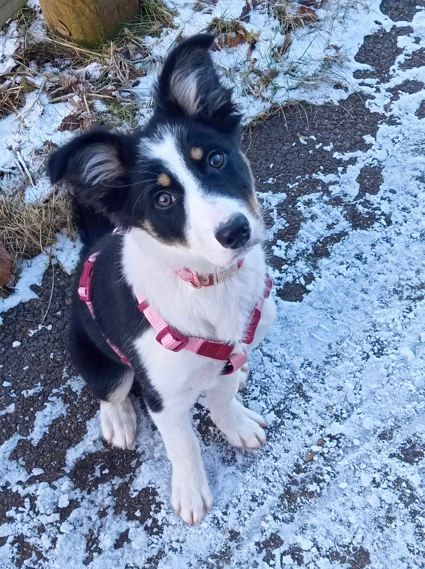 Amalya participe au concours pour gagner de l'argent avec cette photo : puppy, dog, black_and_white, pink_harness, snow, outdoor, curious, sitting, ears_up, cute, young_dog, winter, ground, pet, animal, small_dog, looking_up, fur, nature, canine