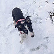 Amalya participe au concours pour gagner de l'argent avec cette photo : dog, puppy, snow, outdoor, animal, pet, black_and_white, pink_harness, winter, fur, ears, cute, playful, cold, nature, young, mammal, canine, looking_up, snowy_ground